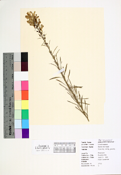 primary herbarium image