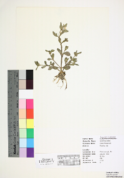 primary herbarium image