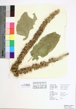 primary herbarium image
