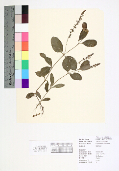primary herbarium image