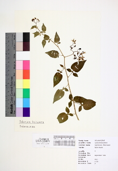 primary herbarium image