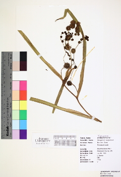 primary herbarium image