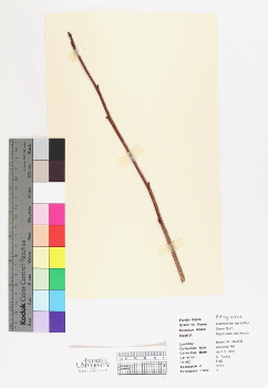primary herbarium image