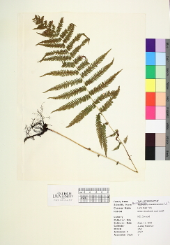 primary herbarium image
