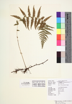 primary herbarium image