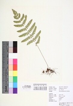 primary herbarium image