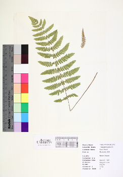 primary herbarium image