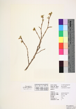 primary herbarium image