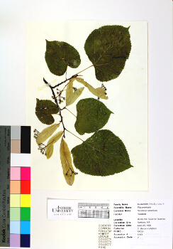 primary herbarium image