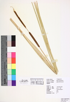 primary herbarium image