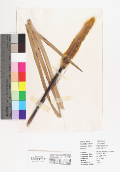 primary herbarium image