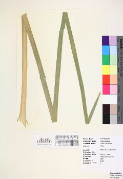 primary herbarium image