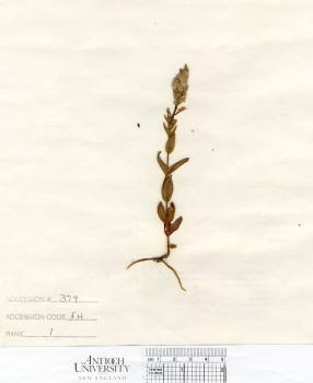 primary herbarium image