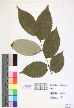 primary herbarium image