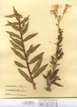 primary herbarium image