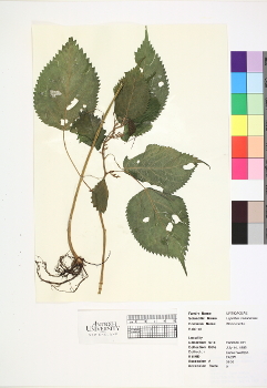 primary herbarium image