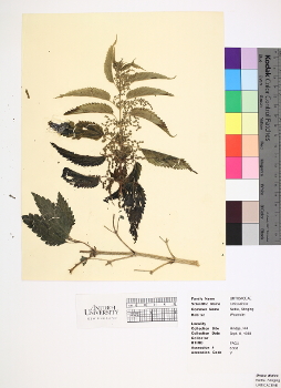 primary herbarium image