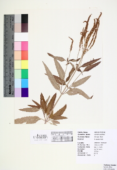 primary herbarium image
