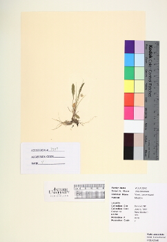 primary herbarium image