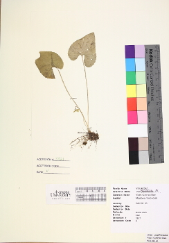 primary herbarium image