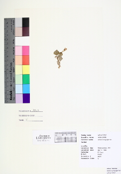 primary herbarium image