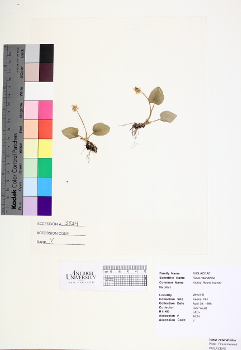 primary herbarium image