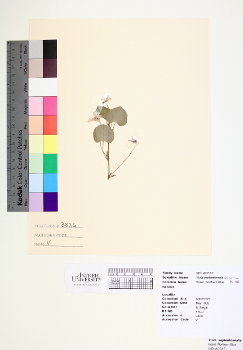 primary herbarium image