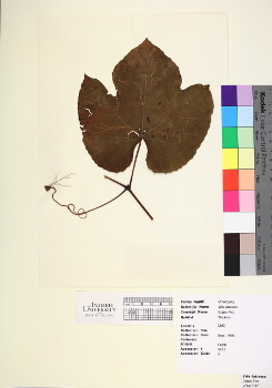 primary herbarium image