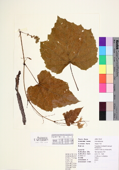 primary herbarium image