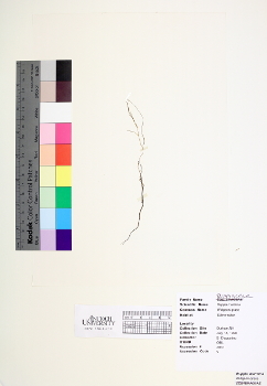 primary herbarium image