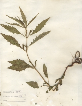 primary herbarium image