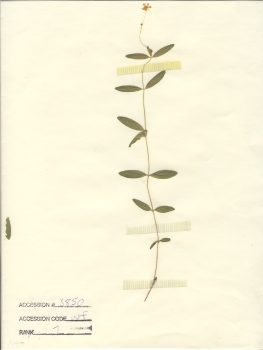 primary herbarium image