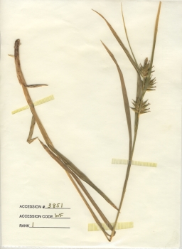 primary herbarium image