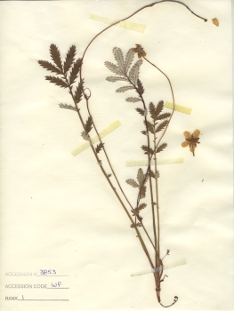 primary herbarium image