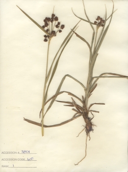 primary herbarium image
