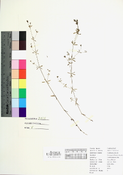 primary herbarium image