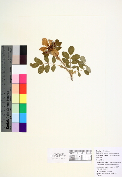 primary herbarium image