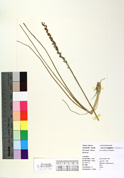 primary herbarium image