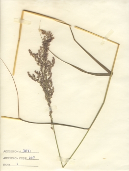 primary herbarium image
