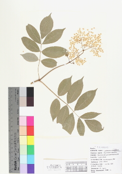 primary herbarium image