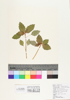 primary herbarium image