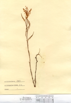 primary herbarium image
