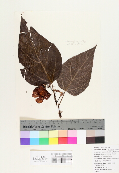 primary herbarium image
