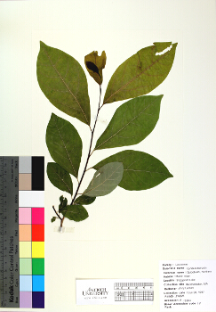 primary herbarium image