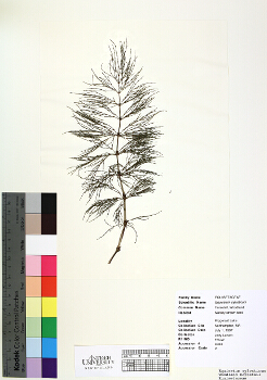 primary herbarium image