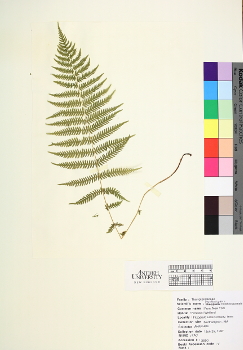 primary herbarium image