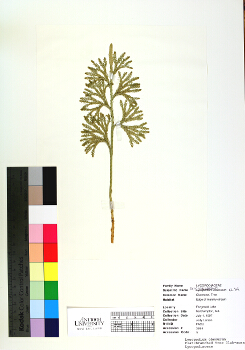 primary herbarium image