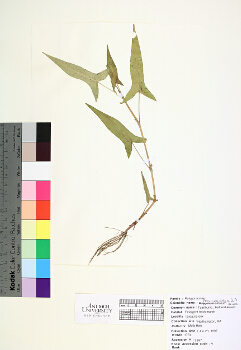 primary herbarium image