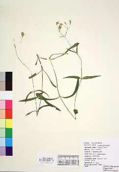primary herbarium image