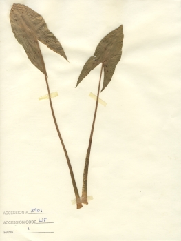 primary herbarium image